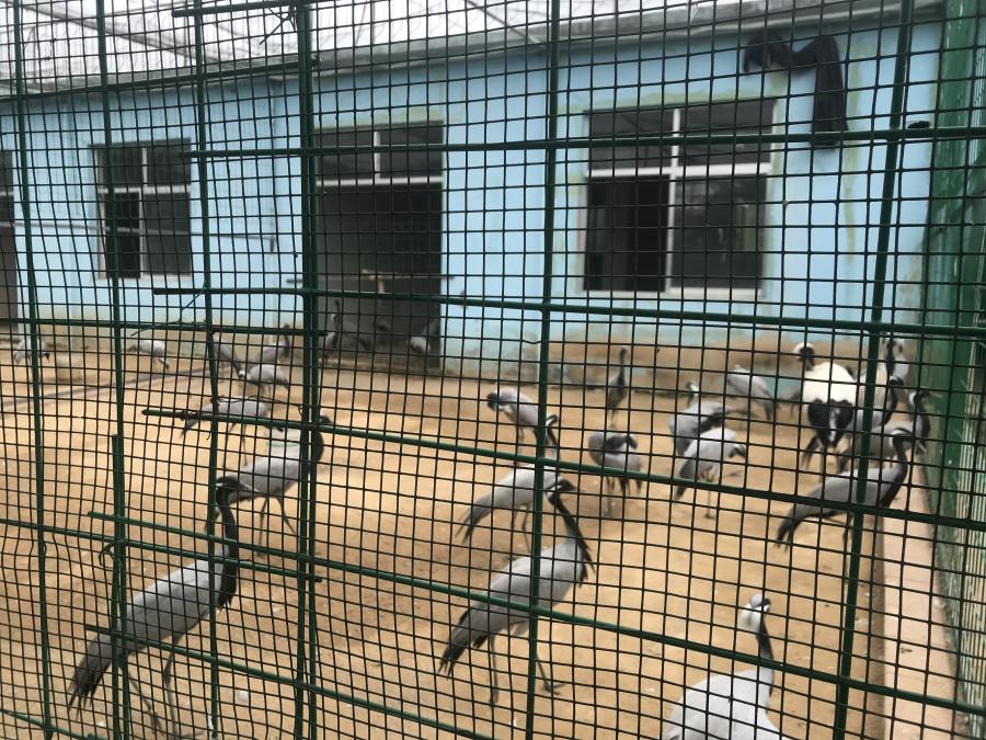 天鵝湖風(fēng)景區(qū)（泰山）速覽！(圖5)