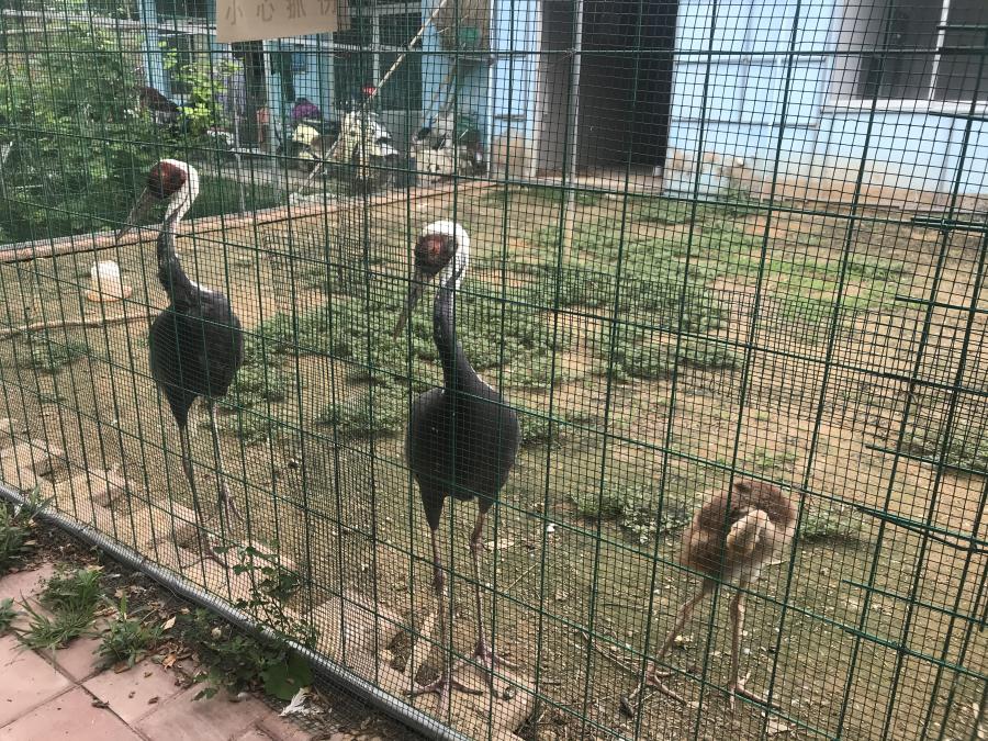 天鵝湖風(fēng)景區(qū)（泰山）速覽！(圖6)