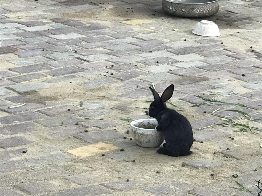 天鵝湖風(fēng)景區(qū)（泰山）速覽！(圖7)