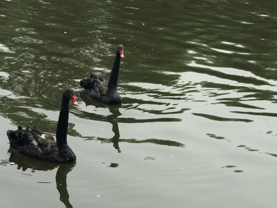 天鵝湖風(fēng)景區(qū)（泰山）速覽！(圖13)