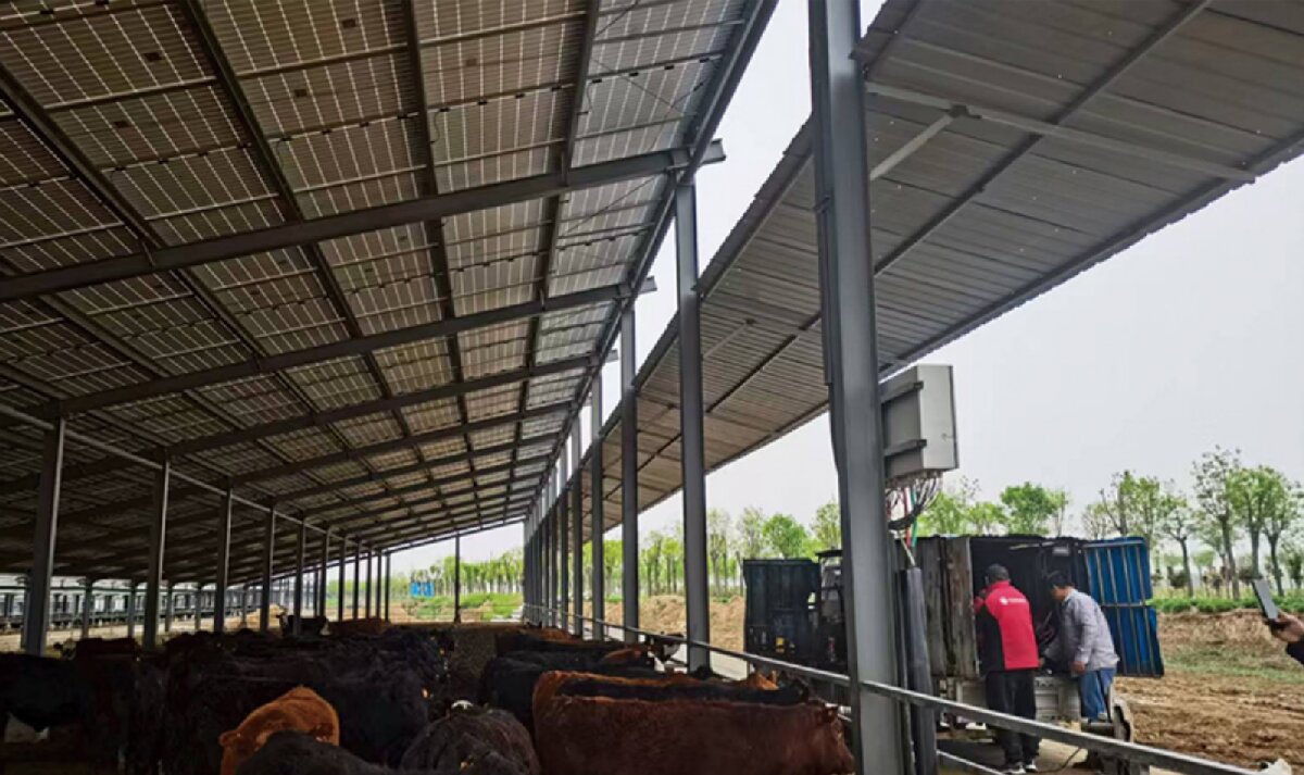 信橋鋼構(gòu)：打卡蒙陰農(nóng)業(yè)溫室大棚、青州黑牛養(yǎng)殖基地！(圖4)