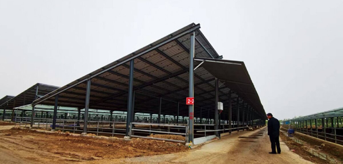 信橋鋼構(gòu)：打卡蒙陰農(nóng)業(yè)溫室大棚、青州黑牛養(yǎng)殖基地！(圖5)